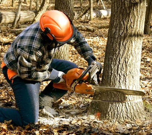 Tree Removal in Gabriels, NY